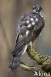 Sparrow Hawk (Accipiter nisus)