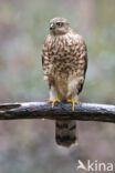 Sparrow Hawk (Accipiter nisus)