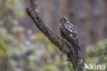 Sparrow Hawk (Accipiter nisus)