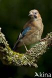 Vlaamse Gaai (Garrulus glandarius)