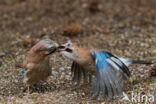 Vlaamse Gaai (Garrulus glandarius)