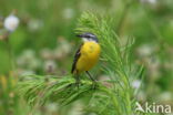 Yellow Wagtail (Motacilla flava)
