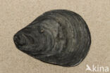 Europese platte oester (Ostrea edulis)