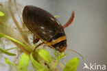 Graphoderus zonatus