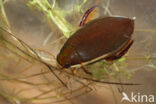 Water Beetle (Cybister lateralimarginalis)