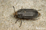 Aclypea opaca