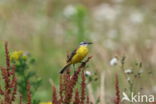 Yellow Wagtail (Motacilla flava)