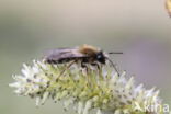 Vroege zandbij (Andrena praecox)