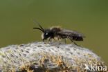 Vroege zandbij (Andrena praecox)