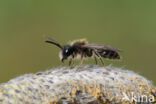 Vroege zandbij (Andrena praecox)