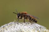 Vroege zandbij (Andrena praecox)
