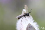 Vroege zandbij (Andrena praecox)