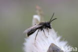 Vroege zandbij (Andrena praecox)