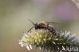Vroege zandbij (Andrena praecox)
