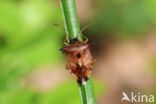 bosbeskielwants (elasmucha ferrugata)