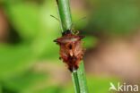 bosbeskielwants (elasmucha ferrugata)