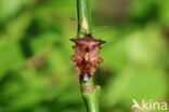 bosbeskielwants (elasmucha ferrugata)
