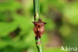bosbeskielwants (elasmucha ferrugata)