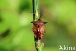 bosbeskielwants (elasmucha ferrugata)