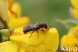 Bremzandbij (Andrena ovatula)