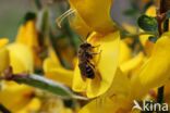 Bremzandbij (Andrena ovatula)
