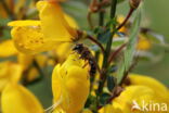 Bremzandbij (Andrena ovatula)