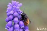 Osmia cornuta