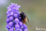 Osmia cornuta