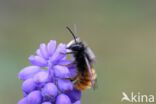 Osmia cornuta
