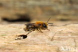 osmia leaiana