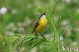Gele Kwikstaart (Motacilla flava)