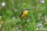 Yellow Wagtail (Motacilla flava)
