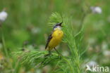 Gele Kwikstaart (Motacilla flava)