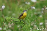 Gele Kwikstaart (Motacilla flava)