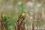 Gele Kwikstaart (Motacilla flava)
