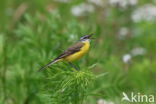 Gele Kwikstaart (Motacilla flava)
