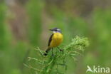 Gele Kwikstaart (Motacilla flava)