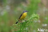 Gele Kwikstaart (Motacilla flava)