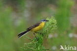 Gele Kwikstaart (Motacilla flava)