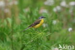 Gele Kwikstaart (Motacilla flava)