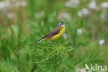 Gele Kwikstaart (Motacilla flava)