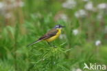 Gele Kwikstaart (Motacilla flava)