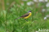 Gele Kwikstaart (Motacilla flava)