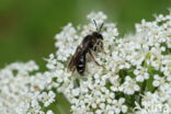 Fluitenkruidbij (Andrena proxima)