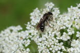 Fluitenkruidbij (Andrena proxima)