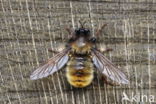 laphria flava