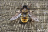 laphria flava
