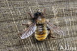 laphria flava