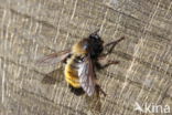 laphria flava