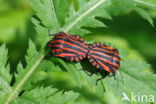 graphosoma italicum
